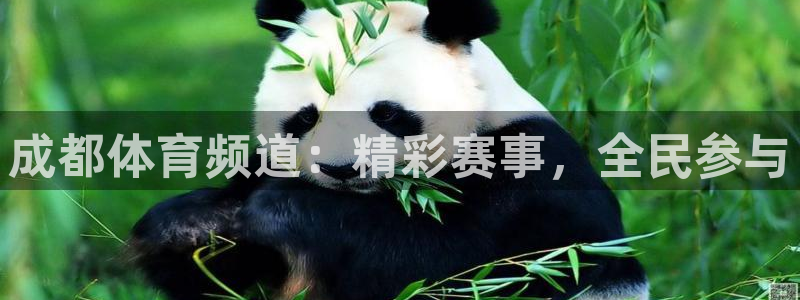 看球吧中超直播：成都体育频道：精彩赛事，全民参与