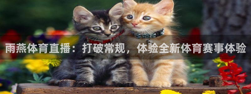看球吧直播 在线观看nba：雨燕体育直播：打破常规，体验全新体育赛事体验